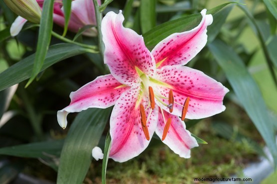 Plant families: Liliaceae