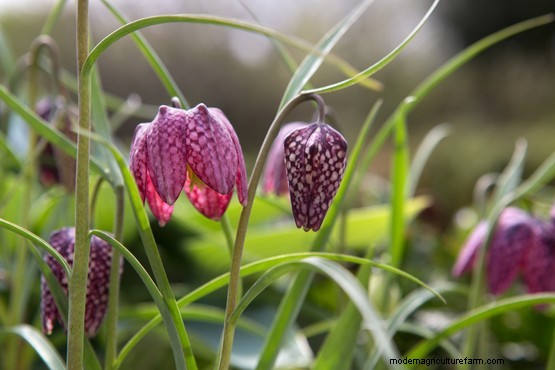 Plant families: Liliaceae