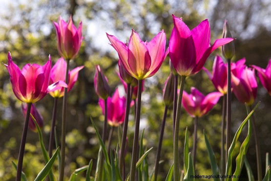 Plant families: Liliaceae