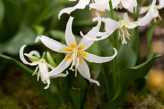 Plant families: Liliaceae