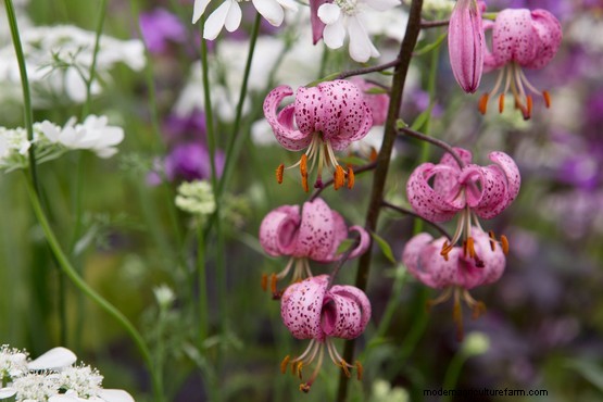 Plant families: Liliaceae