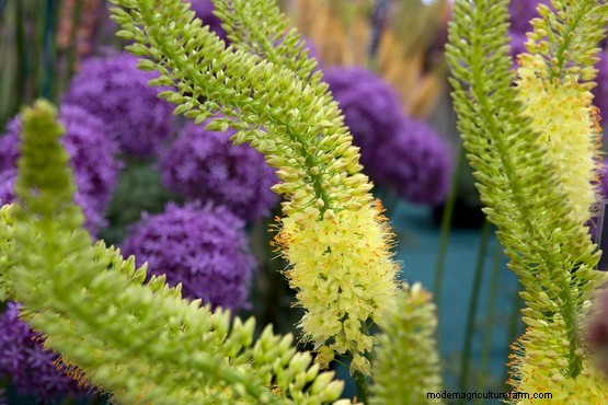 Plant families: Liliaceae