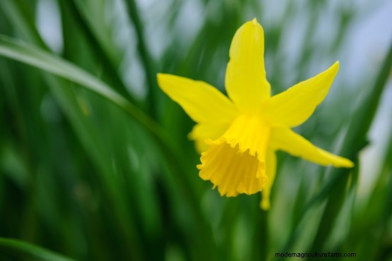 Early-flowering daffodils to grow