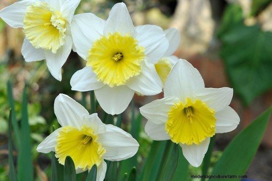 Early-flowering daffodils to grow