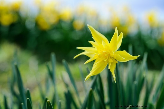 Early-flowering daffodils to grow