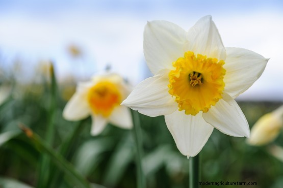 Early-flowering daffodils to grow