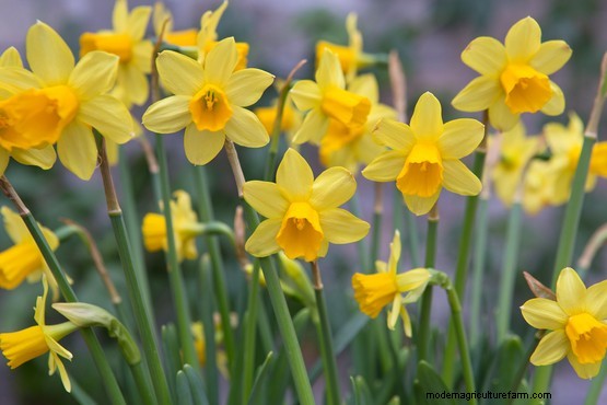 Early-flowering daffodils to grow