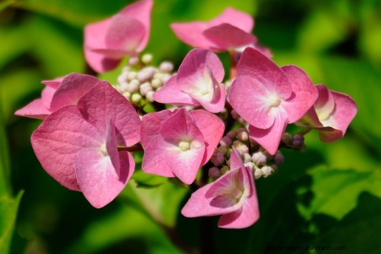 Seven lacecap hydrangeas to grow