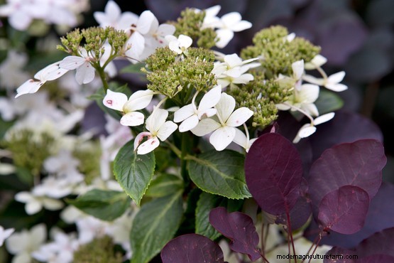 Seven lacecap hydrangeas to grow