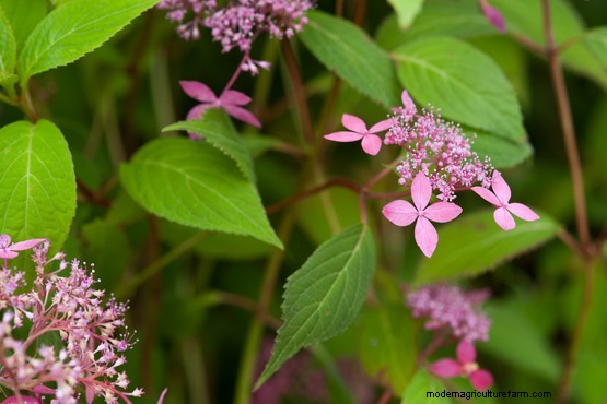 Seven lacecap hydrangeas to grow