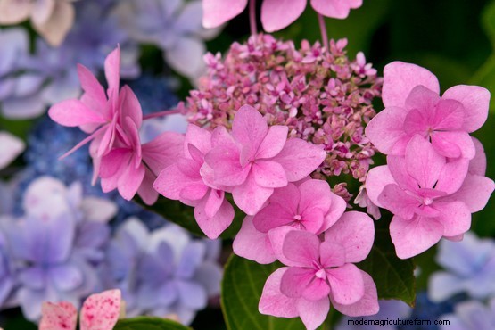 Seven lacecap hydrangeas to grow