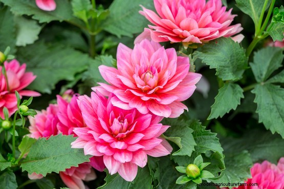 Plants that divide opinion