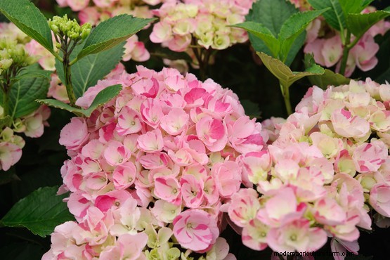 Plants that divide opinion