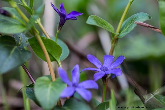 Plants that divide opinion