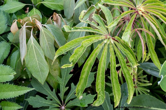 Plants that divide opinion