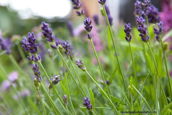 Plants that divide opinion