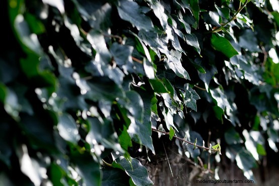 Plants that divide opinion