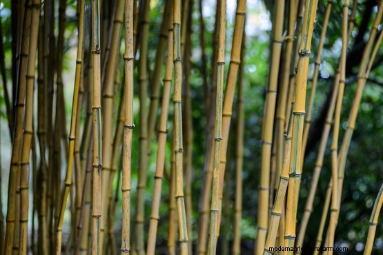 Plants that divide opinion