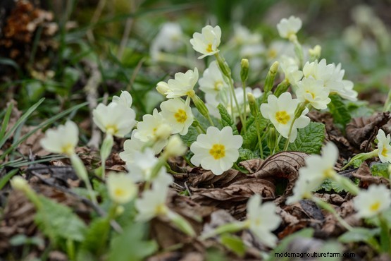 Growing edible flowers