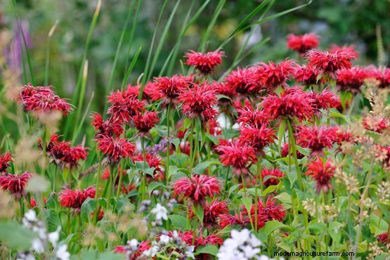 Growing edible flowers