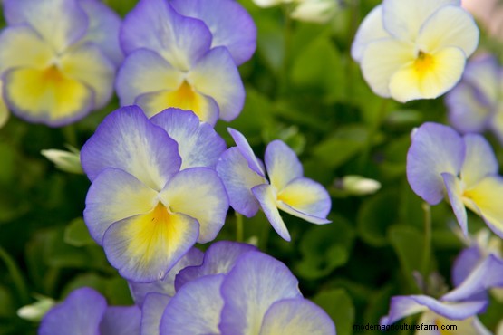 Growing edible flowers