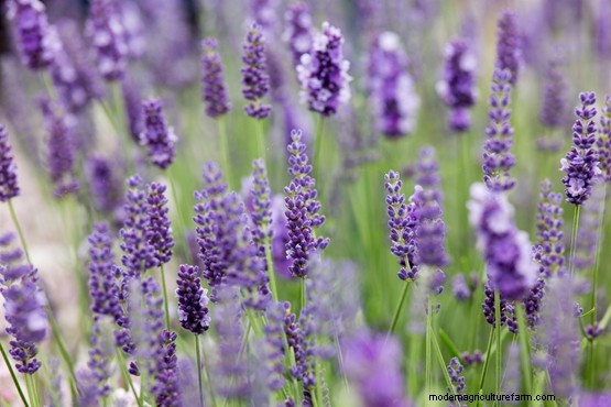 Growing edible flowers