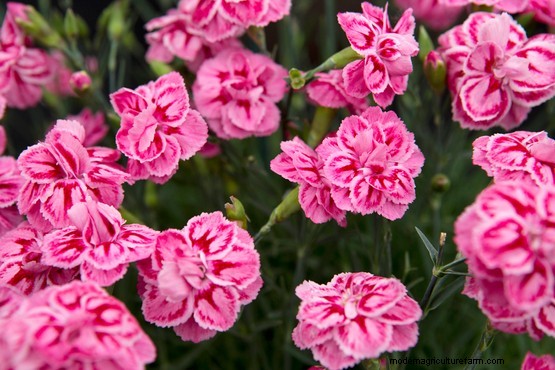 Growing edible flowers