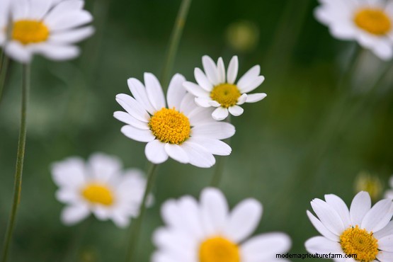 Growing edible flowers