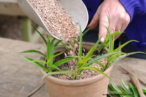 How to grow penstemons