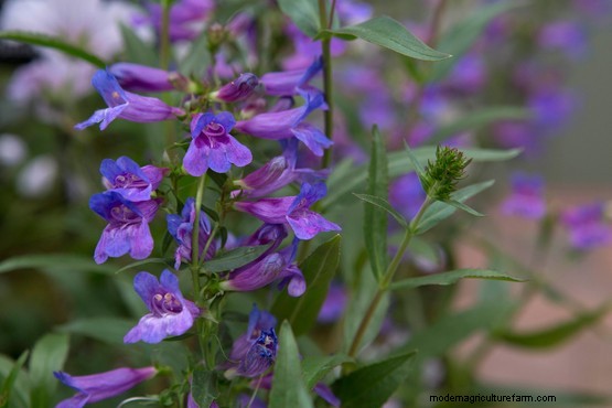 How to grow penstemons