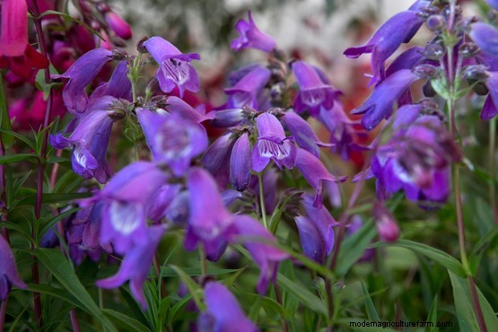 How to grow penstemons