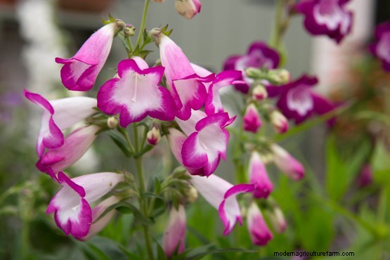 How to grow penstemons