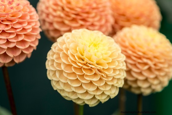 Orange dahlias to grow