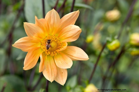 Orange dahlias to grow