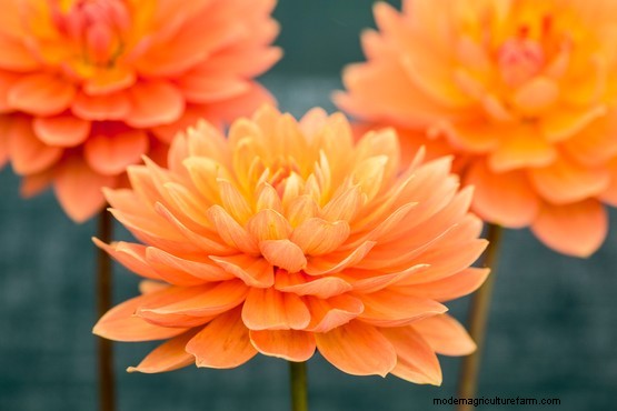 Orange dahlias to grow