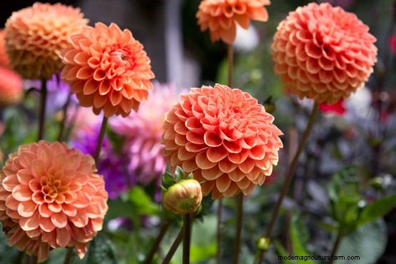 Orange dahlias to grow