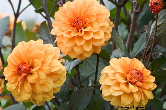 Orange dahlias to grow