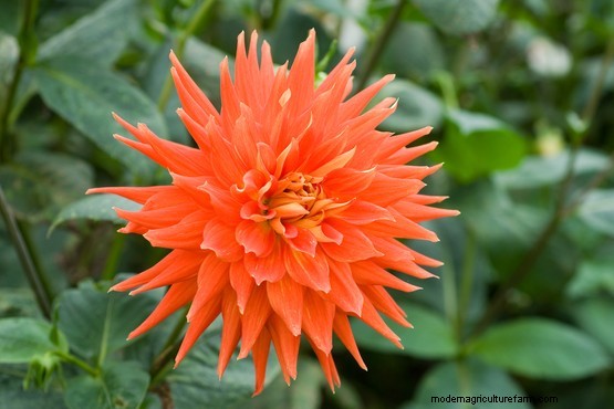 Orange dahlias to grow