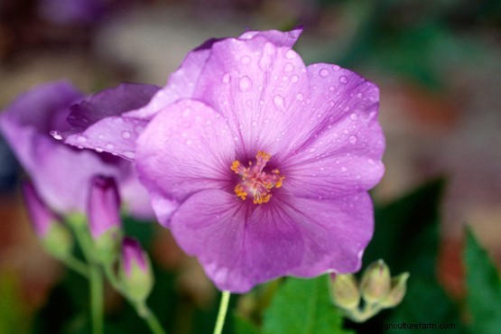 Five abutilons to grow