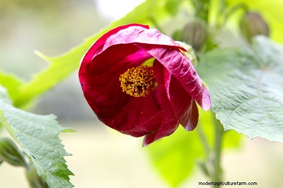 Five abutilons to grow