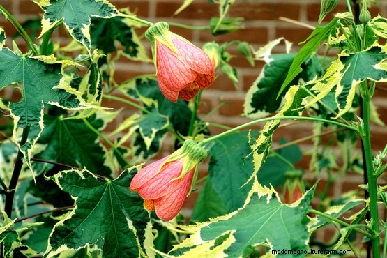 Five abutilons to grow