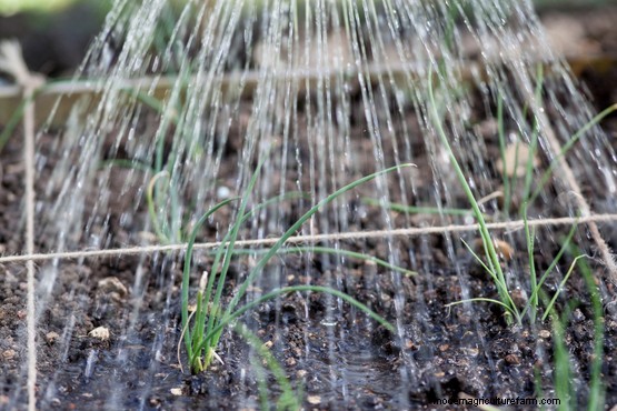 Spring onions – Grow Guide