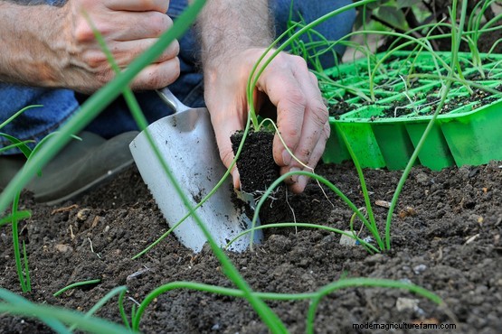 Spring onions – Grow Guide