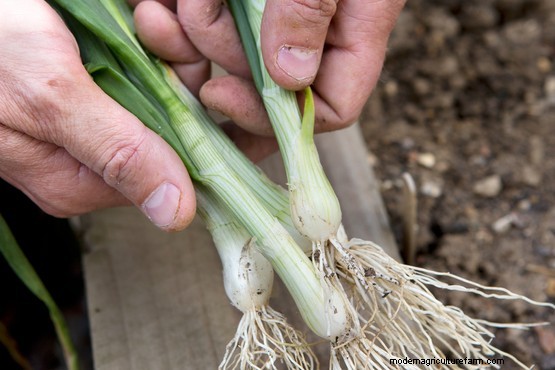Spring onions – Grow Guide