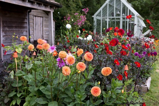 How to grow dahlias