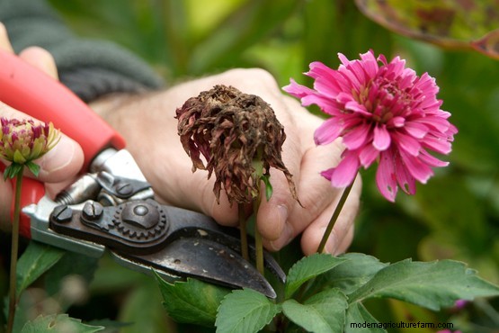 How to grow dahlias