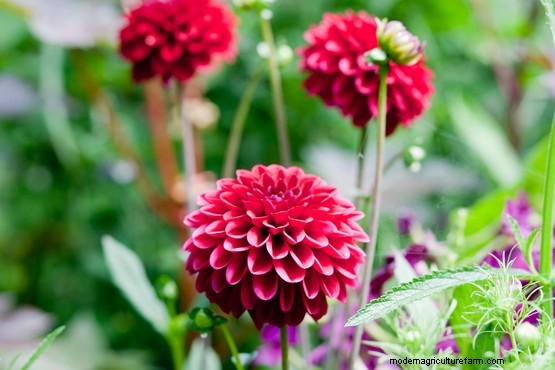 How to grow dahlias