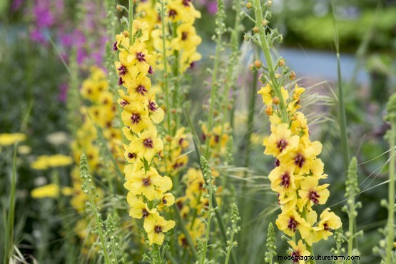 Alan’s five favourite plants