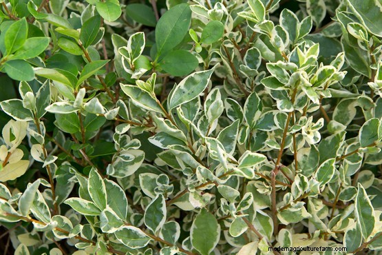 Hedges for problem places