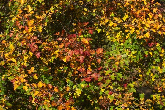 Hedges for problem places